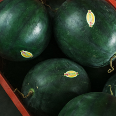 Red Watermelon